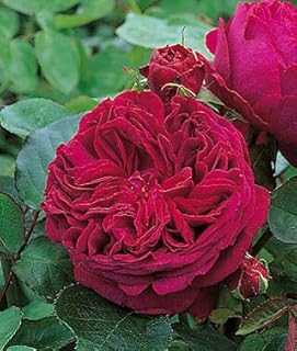 100 Red Rose Seeds Falstaff David Austin Modern Rose Flower Bonsai Garden Plants.. hotep.ng is transforming Nigerian retail one click at a time. We bring you a curated selection of quality products from local artisans and global brands. Enjoy our commitment to authenticity, affordability, and excellent customer support.