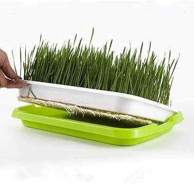 Seed Planting Tray, Seed Germination Tray with Drainage Holes, BPA Free, Large Capacity Soilless Seedling and Healthy Wheatgrass, Great for Home Garden.. Elevate your shopping experience with hotep.ng, Nigeria's premier e-commerce destination. Browse through our extensive catalog of fashion, electronics, home goods, and more. Enjoy fast delivery and excellent customer service.