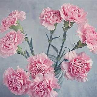 200pcs Pink Carnation Seeds Exotic Dianthus Flowers for Garden Balcony Planting Beautiful Meaning Suitable for Mother.. Join the hotep.ng family and transform your online shopping habits. We bring you a curated selection of quality products from across Nigeria and beyond. Experience the joy of hassle-free shopping from the comfort of your home.