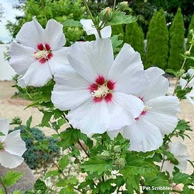 100 White Hibiscus Flower Seeds, Rose of Sharon Seeds, Suricus Hibiscus Flower Seeds, Hibiscus Flowering Tree, Liqueur Rose, Althea Shrub, Althea Rose, St. Joseph's Rhod Aphrodite Heirloom Seeds.. Join the digital retail revolution with hotep.ng, your go-to online shopping destination in Nigeria. We offer a vast selection of products to enhance every aspect of your life. Enjoy our secure platform and excellent customer support.