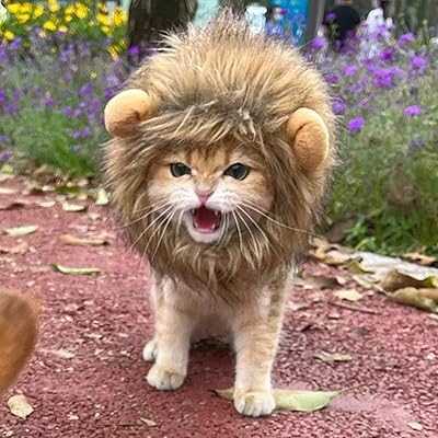 Cat Hat, Turn Your Cat Into A Brave Lion, Super Cute, Cat Lion Mane (S).. hotep.ng is transforming Nigerian retail one click at a time. We bring you a curated selection of quality products from local artisans and global brands. Enjoy our commitment to authenticity, affordability, and excellent customer support.