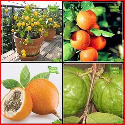 Combined Tree Seeds for Garden: Lemon, Orange, Yellow Passion Fruit, Giant Guava Seeds, Vegetable Garden Pack.. hotep.ng: Where tradition meets innovation in the world of online shopping. Explore our vast selection of products that cater to your every need. Enjoy secure transactions and hassle-free returns with our customer-first approach.