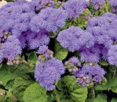 400 Ageratum Blue Mink Seeds, Grow Your Own Flowers. Join the hotep.ng family and transform your online shopping experience. We offer a wide range of categories including fashion, electronics, home & living, and more. Enjoy our user-friendly interface and secure payment options.