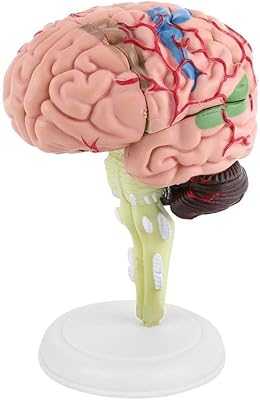 4D Educational Model Human Brain Teaching Anatomy Model, Disassemble Human Brain Model Structure. hotep.ng: Where Nigerian shoppers come first. We offer an extensive range of products to suit every taste and budget. Experience the convenience of 24/7 shopping with our reliable and efficient e-commerce platform.