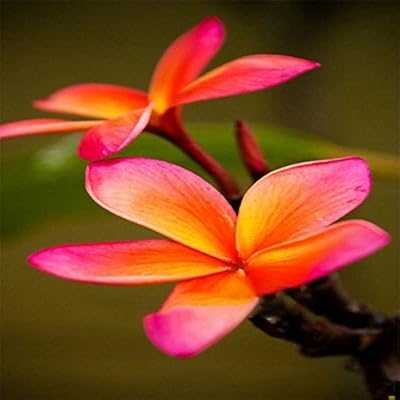 Igro Garden Plumeria Seeds, 100pcs/pack Hawaiian Frangipani Bonsai Flower Seeds - 3. Join the hotep.ng family and transform your online shopping experience. We offer a wide range of categories including fashion, electronics, home & living, and more. Enjoy our user-friendly interface and secure payment options.