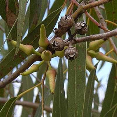 20pcs Sapodilla Fruit Seeds. hotep.ng: Where tradition meets innovation in the world of online shopping. Explore our vast selection of products that cater to your every need. Enjoy secure transactions and hassle-free returns with our customer-first approach.