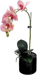 Semi-Natural Artificial Yatai Orchids in Ceramic Vase, Artificial Potted Plants for Home and Dining Table, Silk Dining Table Interior Decoration (Pink). Experience the best of Nigerian e-commerce with hotep.ng. We bring you a carefully selected range of products to enhance your daily life. Discover why we're the go-to online marketplace for discerning Nigerian shoppers.