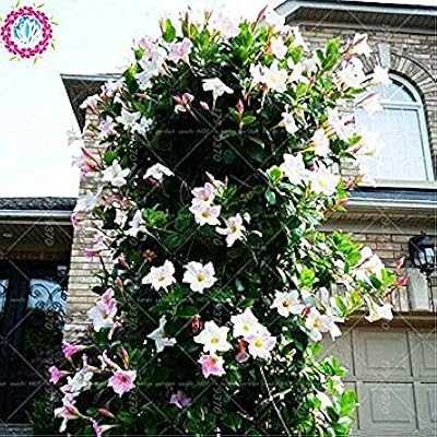 100pcs/bag Grimpant seeds-mandevilla sanderi, seeds-dipladenia sanderi, Flower plant for home decoration and courtyard wall pot 4. Join the hotep.ng family and elevate your online shopping habits. We offer a comprehensive range of products to suit every need and occasion. Discover why we're the go-to e-commerce platform for discerning Nigerian consumers.