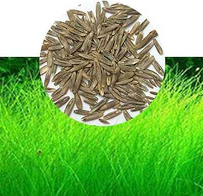 Acrete New Aquarium Plant Seeds, Aquarium Grass Seeds for Garden and Aquarium Decoration in the Foreground, Large (Small) Plant. hotep.ng: Empowering Nigerian consumers with choice and convenience. We bring you a carefully selected array of products from trusted sellers and brands. Discover why we're the go-to online marketplace for discerning shoppers.