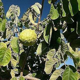 15 seeds: Annona cherimula custard Milla soursop cherimoya 10 15 fruit tree seeds Ukfreepp. Join the hotep.ng community and revolutionize your shopping habits. We offer a wide selection of products across various categories. Enjoy our secure platform, competitive prices, and reliable delivery across Nigeria.