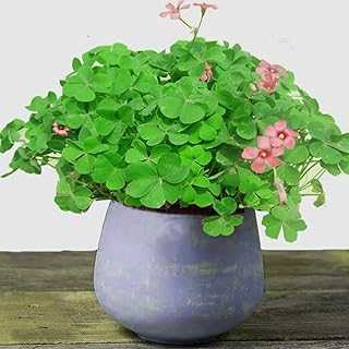 Four Leaf Clover Seeds 10g About 5000+ Organic Plant Seeds Lucky Flower Beauty For Office Home Garden Decoration Bonsai. hotep.ng: Bringing Nigeria's vibrant markets to your screen. We offer an unparalleled range of products, from everyday essentials to unique finds. Experience the convenience of 24/7 shopping with our user-friendly platform.