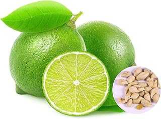 20pcs Non-GMO Lemon Tree Seeds Viable Backyard Planting Lemon Tree Seeds. hotep.ng: Where Nigerian tradition meets modern convenience. Explore our vast catalog of products, from artisanal crafts to cutting-edge electronics. Enjoy our user-friendly platform and dedicated customer support team.