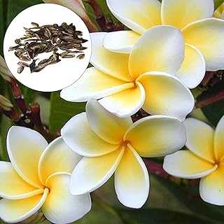 50Pcs Plumeria Seeds Portable Compact Modern Beautiful Flowering Potted Plumeria Seeds. hotep.ng: Bringing the market to your fingertips. Explore our vast catalog of products from trusted brands and emerging Nigerian businesses. Enjoy the convenience of online shopping with the personal touch of local service.