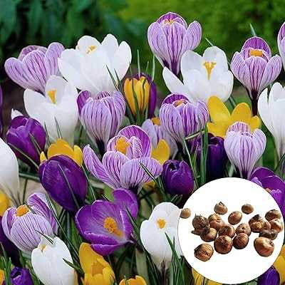 Saffron Seeds 50pcs Non-GMO Flowering Crocus Seeds, Decorative Flower Seeds for Spring Landscape, Purple. hotep.ng brings you the best of both worlds: local charm and global trends. We offer a carefully selected range of products to suit every lifestyle and budget. Enjoy the convenience of online shopping with the trust of a Nigerian brand.