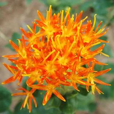 300pcs/bag Saffron Seeds Edible Flower Seeds for Planting Easy Planting Orange Safflower Seeds Orange Flowerbed Supplies. Experience the best of both worlds with hotep.ng: local charm and global trends. We offer an unparalleled range of products to enhance every aspect of your life. Enjoy the convenience of 24/7 shopping with our reliable e-commerce platform.