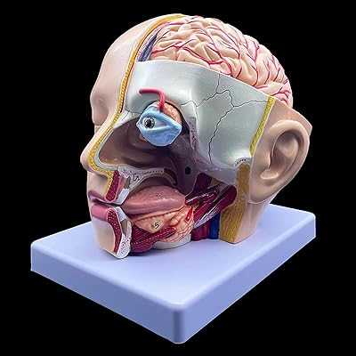 4 Part Human Head Anatomical Model Life Size Brain Cross Section Anatomy for Classroom Science Teaching Study Educational Display. Experience the best of Nigerian e-commerce with hotep.ng. We bring you a carefully selected range of products to enhance your daily life. Discover why we're the go-to online marketplace for discerning Nigerian shoppers.