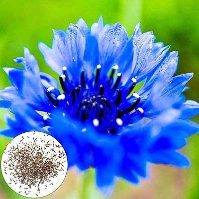 600pcs/bag Cornflower Seeds Vibrant Blue Flower Gardening Gift Plants Seeds Garden Blue. Discover a world of possibilities with hotep.ng, Nigeria's fastest-growing online marketplace. We connect you with top-quality products from local and international sellers. Enjoy our commitment to authenticity, affordability, and excellent customer service.