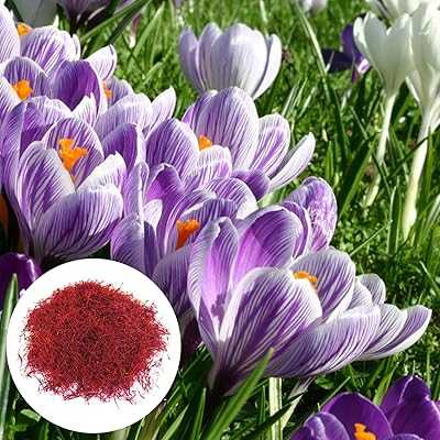 200pcs Saffron Seeds Home Planting Natural Prolific Flowering Plant Seeds Garden Seeds One Size. Discover the diversity of Nigerian culture through hotep.ng's curated collection. From traditional crafts to modern innovations, we offer something for everyone. Join our community of savvy shoppers and experience the future of retail in Nigeria.