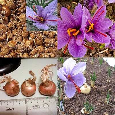 8pcs Saffron Seed Bulbs Sativa Flower Seeds Easy to Grow Home Garden Plants. Join the hotep.ng revolution and transform your shopping habits. We offer a carefully curated range of products to suit every lifestyle and budget. Experience the joy of finding everything you need in one convenient online destination.